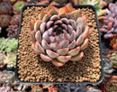 Echeveria 'Fiona' 3" Succulent Plant