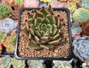 Echeveria Agavoides 'Sarabony' 2" Succulent Plant