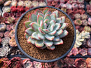 Echeveria 'Peach Candy' 3" Powdery Succulent Plant