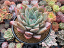 Echeveria 'Irene' 5" Powdery Succulent Plant