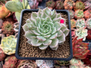 Echeveria 'Margaret' Variegated 3" Succulent Plant