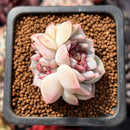 Echeveria 'Red Velvet' 1" Cluster Succulent Plant