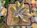 Graptoveria 'Fred Ives' Variegated 3" Succulent Plant