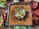 Echeveria 'Casio' 1" Succulent Plant