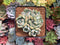 Graptoveria ‘A Grimm One’ Cluster 3" Succulent Plant