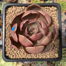 Echeveria 'Monchouchou' 2" Succulent Plant