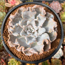 Echeveria 'Crispate Beauty' 3"-4" Succulent Plant