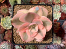 Echeveria 'Suyeon Frill' Variegated 3" Succulent Plant