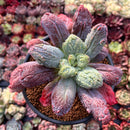 Echeveria 'Linguas' 4" Succulent Plant