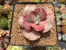 Echeveria 'Suyon Frill' Variegated 2" Succulent Plant