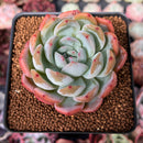 Echeveria 'Starmark' 3" Succulent Plant