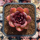 Echeveria 'Queen Marie' 1"-2" Succulent Plant