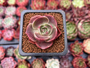 Echeveria 'Red Tan' 1" Succulent Plant