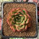 Echeveria Agavoides 'Happy' 2” Succulent Plant
