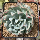 Echeveria 'Fly to the Sky' (Not E. Topsy Turvey) 3"-4" Cluster Succulent Plant