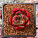 Echeveria Agavoides sp. 1" Succulent Plant