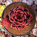Echeveria Agavoides 'Abaresque' 4" Succulent Plant
