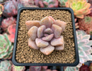 Pachyveria 'Pachyphytoides' Variegated 2" Succulent Plant