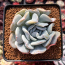 Echeveria 'Exotic' 2" Powdery Succulent Plant