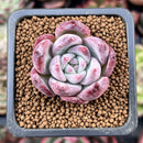 Echeveria 'Coloseum' 1" Small Succulent Plant