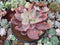 Echeveria 'Chantilly' Mutation Variegated 5" Large Succulent Plant