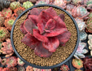 Echeveria 'Diamond State' Variegated 4" Succulent Plant