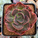Echeveria 'Blue Metal' Lightly Variegated 3" Succulent Plant