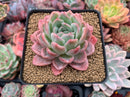 Echeveria 'Japanese Raspberry' 3" Succulent Plant