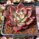 Echeveria Agavoides 'Chanel Pink' 2" Succulent Plant