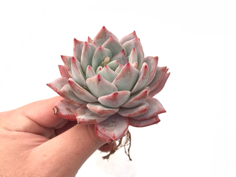bluebird succulent Echeveria 'Bluebird' 3" Rare Succulent Plant