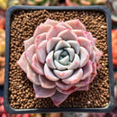 Echeveria 'Pink Spot' 2" Succulent Plant