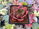 Echeveria 'Charlotte' 2" Succulent Plant