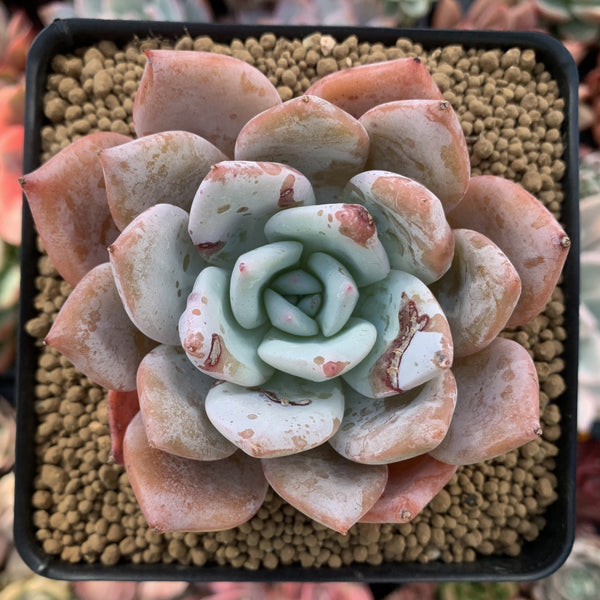 tall purple succulent plant Echeveria 'Giant Purple' 3" Powdery Succulent Plant – True Succulents Plant  Co