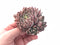 Echeveria Zaragoza Hybrid Cluster 3” Rare Succulent Plant