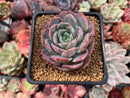 Echeveria 'Lovely' 3" Succulent Plant