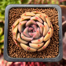 Echeveria 'Silonica' 1"-2" Succulent Plant