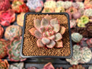 Echeveria 'Echo' 1" Succulent Plant