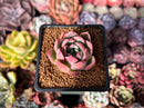Echeveria Hybrid sp. 1" Succulent Plant