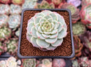 Echeveria 'Red Velvet' 1"-2" Succulent Plant