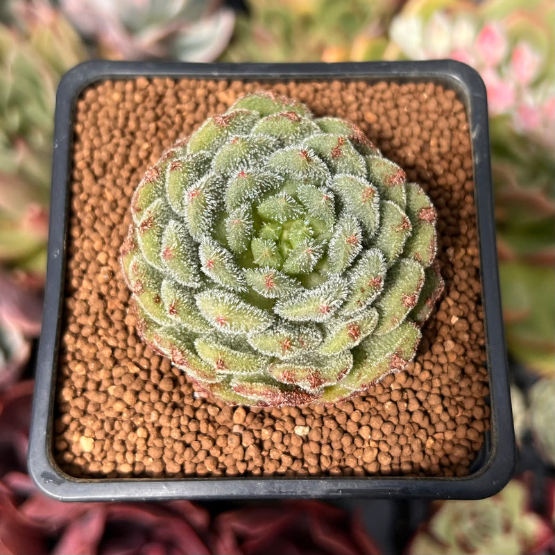 christmas carol succulent Echeveria 'Christmas Carol' 1"-2" Succulent Plant