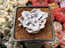 Echeveria 'Crispate Beauty' 1"-2" Powdery Succulent Plant