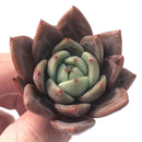 Echeveria Agavoides 'Baekya' 2"-3" Succulent Plant