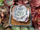 Echeveria 'Laui' 1" Powdery Succulent Plant