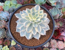 Echeveria 'Subsessilis' Variegated 4" Succulent Plant