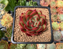 Echeveria Agavoides 'Hongbi' 2"-3" Succulent Plant