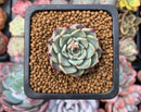 Echeveria 'Sarahime' 1" Small Succulent Plant