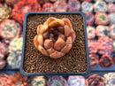 Echeveria Agavoides 'Volare' 1"-2" Succulent Plant