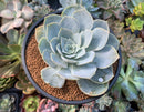 Echeveria 'Domingo' 3"-4" New Hybrid Succulent Plant
