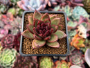 Echeveria Agavoides 'Chocolate Jelly' 2" Succulent Plant