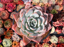 Echeveria 'Ivory' 5" Powdery Succulent Plant